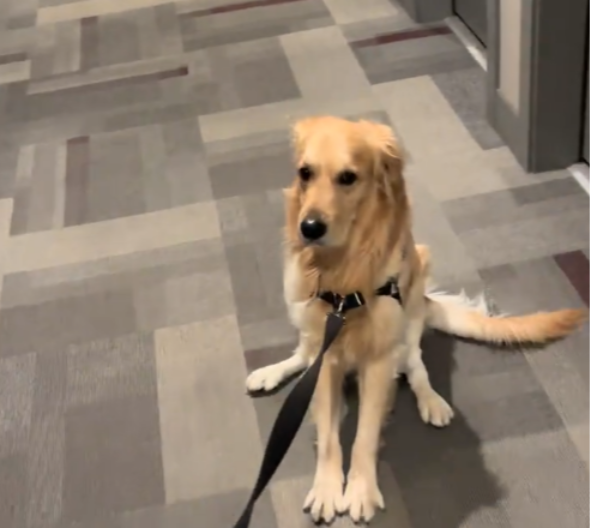 RETRIVER ODBIJA DA IDE U ŠETNJU, NEĆE DA SE POMERI NI MAKAC Nasmejao je mnoge - video je hit 